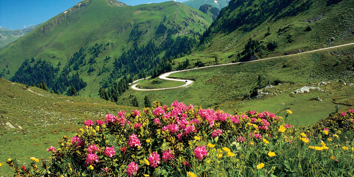 Eine kurvenreiche Straße schlängelt sich durch grüne Hügel mit dichten Bäumen. Im Vordergrund blühen leuchtend rosa und gelbe Wildblumen unter einem klaren blauen Himmel.