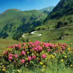 Eine kurvenreiche Straße schlängelt sich durch grüne Hügel mit dichten Bäumen. Im Vordergrund blühen leuchtend rosa und gelbe Wildblumen unter einem klaren blauen Himmel.