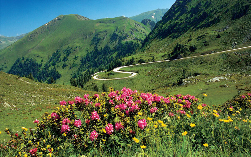 Eine kurvenreiche Straße schlängelt sich durch grüne Hügel mit dichten Bäumen. Im Vordergrund blühen leuchtend rosa und gelbe Wildblumen unter einem klaren blauen Himmel.