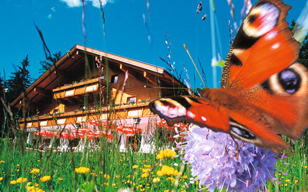 Nahaufnahme eines Schmetterlings auf einer lilafarbenen Blume auf einer Wiese, mit einem Holzhaus und Bäumen im Hintergrund unter blauem Himmel.