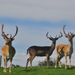 Drei Hirsche mit großen Geweihen stehen auf grünem Gras unter einem teilweise bewölkten Himmel, im Hintergrund sind Bäume und ein Zaun zu sehen.
