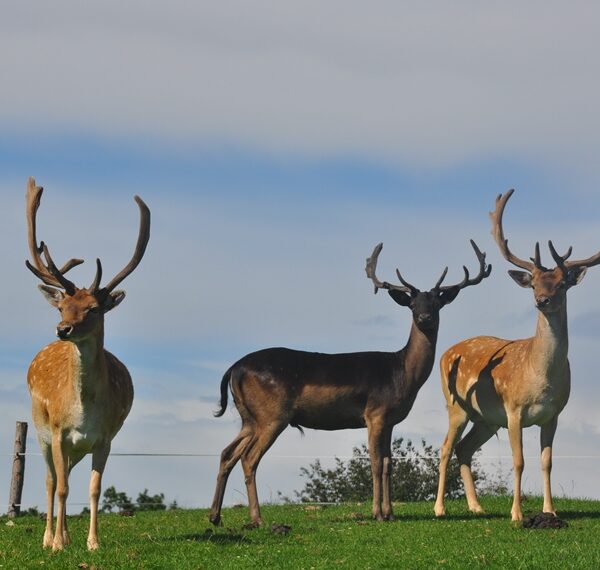 Drei Hirsche mit großen Geweihen stehen auf grünem Gras unter einem teilweise bewölkten Himmel, im Hintergrund sind Bäume und ein Zaun zu sehen.