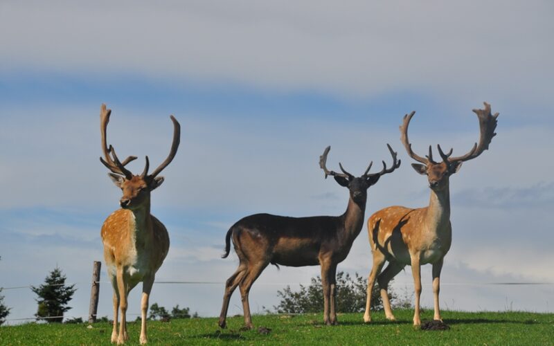 Drei Hirsche mit großen Geweihen stehen auf grünem Gras unter einem teilweise bewölkten Himmel, im Hintergrund sind Bäume und ein Zaun zu sehen.