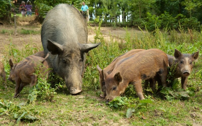 Ein erwachsenes Wildschwein steht mit drei Ferkeln in einer natürlichen, bewaldeten Umgebung im Gras.