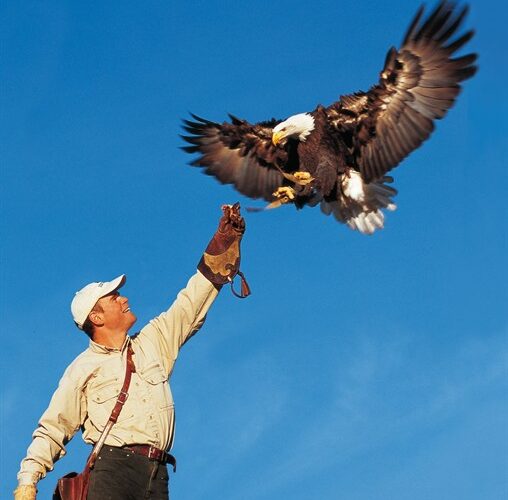 Ein Mann, der einen Handschuh trägt, hält seinen Arm hoch, auf dem ein Weißkopfseeadler landet. Im Hintergrund ist eine Burg unter einem klaren blauen Himmel zu sehen.