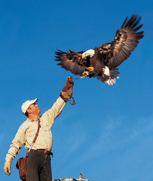 Ein Mann, der einen Handschuh trägt, hält seinen Arm hoch, auf dem ein Weißkopfseeadler landet. Im Hintergrund ist eine Burg unter einem klaren blauen Himmel zu sehen.