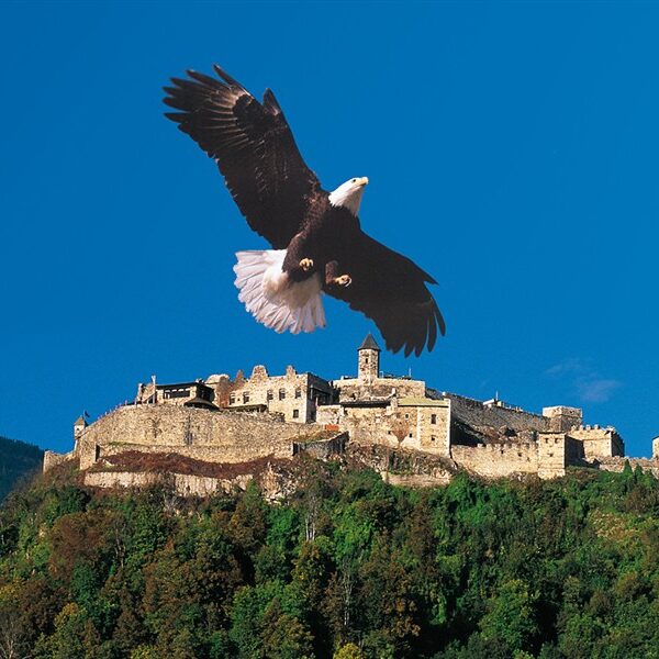 Ein großer Weißkopfseeadler fliegt am Himmel über einer alten, von Bäumen umgebenen Steinburg, mit einem klaren blauen Himmel im Hintergrund.