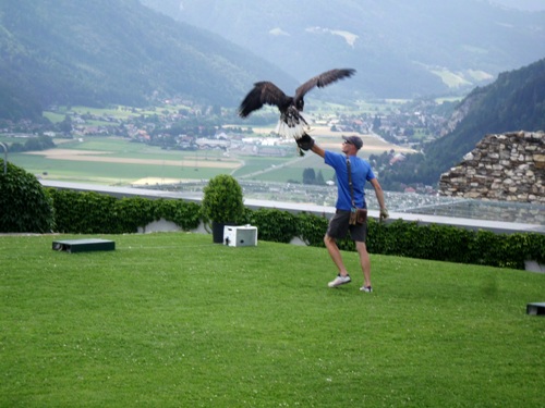 Eine Person, die ein blaues Hemd und Shorts trägt, hält einen Arm hoch, als ein großer Vogel, wahrscheinlich ein Adler oder Falke, auf einem Handschuh landet, mit einem malerischen Tal im Hintergrund.