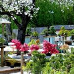 Ein Garten mit verschiedenen Bonsai-Bäumen, blühenden rosa und weißen Blumen, Holzplattformen und einem großen blühenden Baum im Hintergrund.