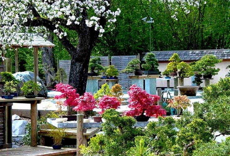 Ein Garten mit verschiedenen Bonsai-Bäumen, blühenden rosa und weißen Blumen, Holzplattformen und einem großen blühenden Baum im Hintergrund.