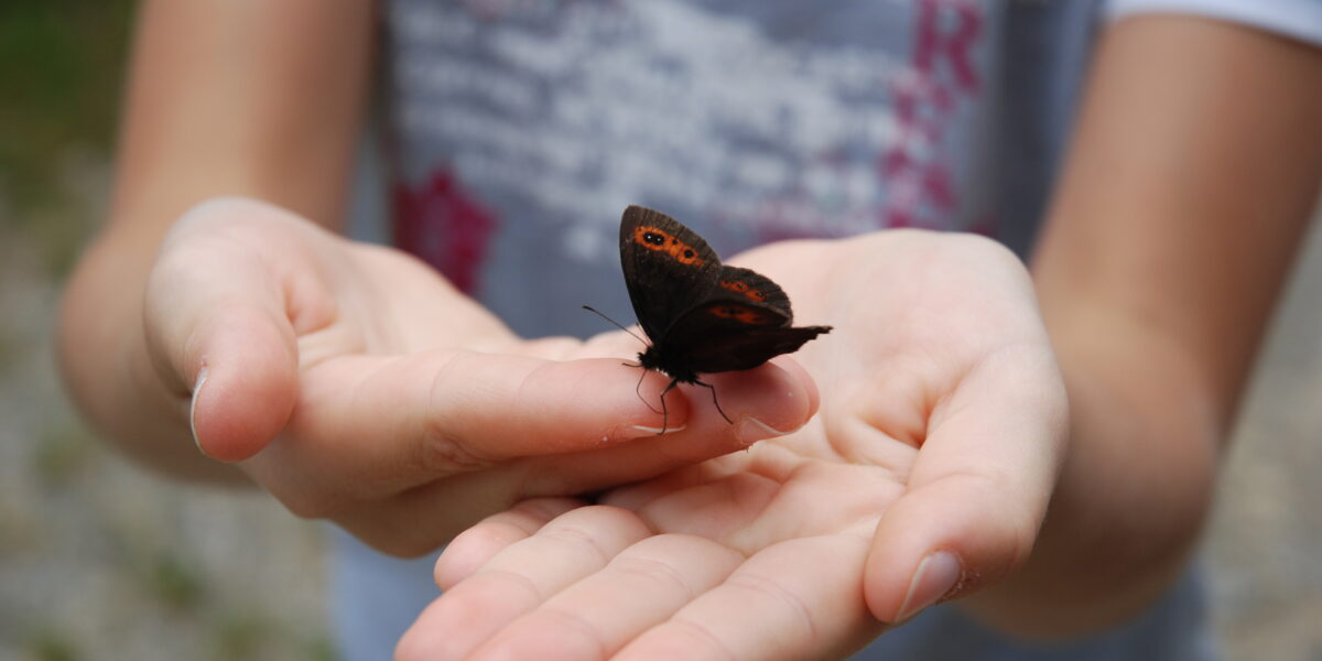 Eine Person hält sanft einen dunkelbraunen Schmetterling mit orangefarbenen Flecken auf den Flügeln in ihren offenen Händen.