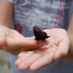 Eine Person hält sanft einen dunkelbraunen Schmetterling mit orangefarbenen Flecken auf den Flügeln in ihren offenen Händen.