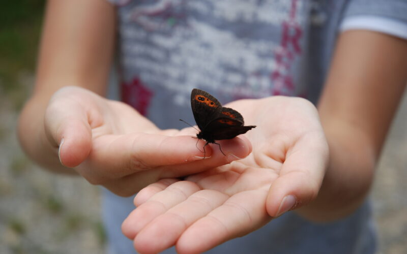 Eine Person hält sanft einen dunkelbraunen Schmetterling mit orangefarbenen Flecken auf den Flügeln in ihren offenen Händen.