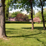 Sonnige Parkszene mit grünem Gras, verstreuten Bäumen und einem Gebäude, das teilweise im Hintergrund zu sehen ist; einige Bäume haben rosa Blüten.