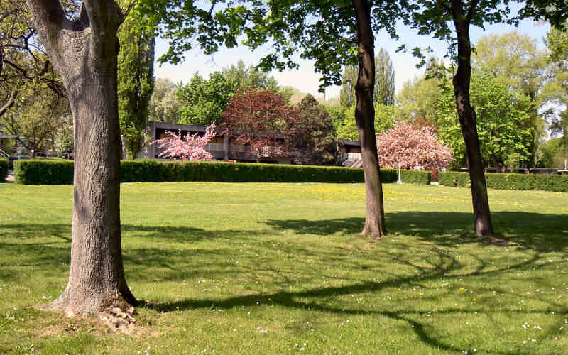 Sonnige Parkszene mit grünem Gras, verstreuten Bäumen und einem Gebäude, das teilweise im Hintergrund zu sehen ist; einige Bäume haben rosa Blüten.