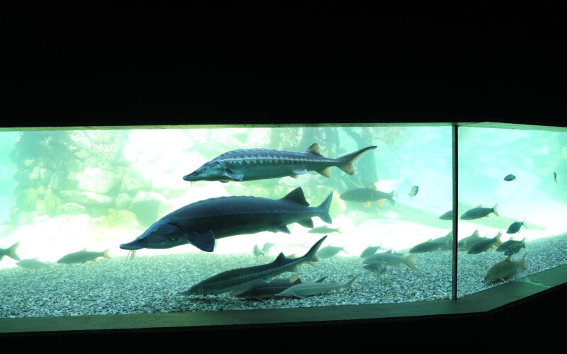 Mehrere große und kleine Fische schwimmen in einem Glasaquarium mit Kiesboden und grünlichem Hintergrund.