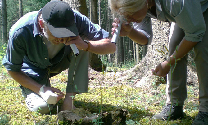 Zwei Personen in Outdoor-Kleidung untersuchen mit Taschenlampen den Waldboden, wobei sie Moos und einen Baumstumpf in einem Waldgebiet genau unter die Lupe nehmen.