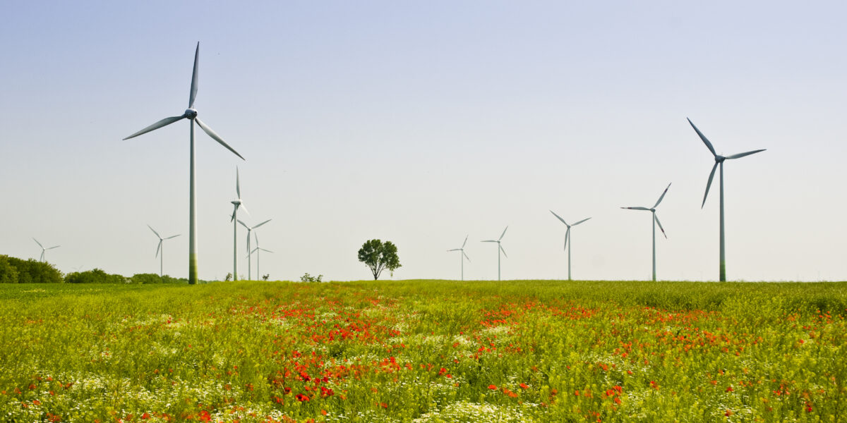 Ein Feld mit roten und weißen Wildblumen und mehreren Windrädern unter einem klaren blauen Himmel.