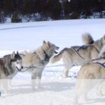 Eine Person in Winterkleidung fährt mit einem Hundeschlitten, der von einem Gespann aus sechs Huskys gezogen wird, durch eine verschneite Landschaft.