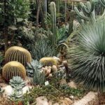 Eine Vielzahl von Kakteen und Sukkulenten, darunter runde Tonnenkakteen und stachelige Agaven, wachsen in einem Gewächshaus oder botanischen Garten eng zusammen.