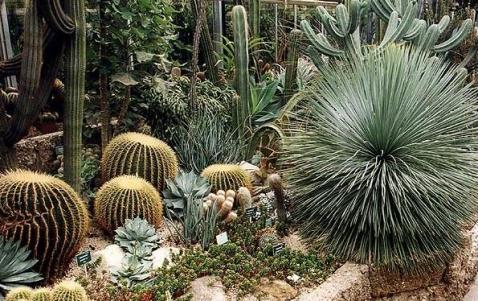 Eine Vielzahl von Kakteen und Sukkulenten, darunter runde Tonnenkakteen und stachelige Agaven, wachsen in einem Gewächshaus oder botanischen Garten eng zusammen.