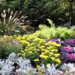 Ein Gartenbeet mit Zierkohl, gelben und roten Blumen, weißem Laub und hohen Gräsern, umgeben von üppig grünen Bäumen und Sträuchern.