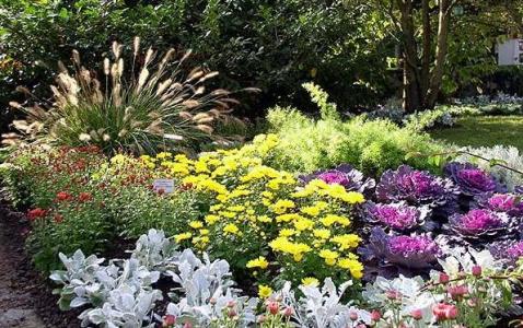 Ein Gartenbeet mit Zierkohl, gelben und roten Blumen, weißem Laub und hohen Gräsern, umgeben von üppig grünen Bäumen und Sträuchern.