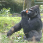 Ein Gorilla sitzt im Gras, hält ein orangefarbenes Objekt und untersucht es, im Hintergrund sind Grünpflanzen und ein Zaun zu sehen.