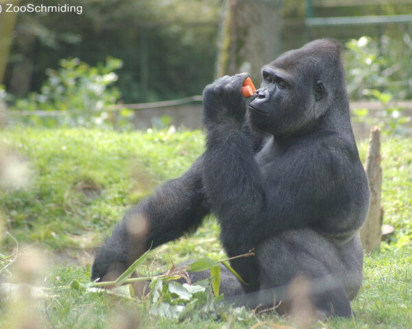 Ein Gorilla sitzt im Gras, hält ein orangefarbenes Objekt und untersucht es, im Hintergrund sind Grünpflanzen und ein Zaun zu sehen.