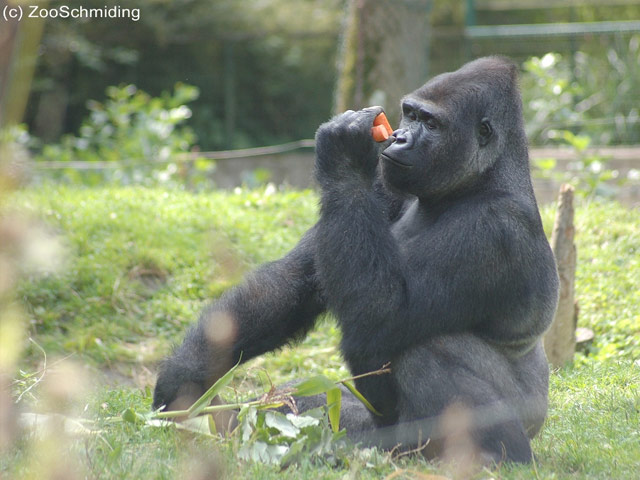 Ein Gorilla sitzt im Gras, hält ein orangefarbenes Objekt und untersucht es, im Hintergrund sind Grünpflanzen und ein Zaun zu sehen.