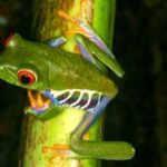 Ein grüner Frosch mit roten Augen und blaugestreiften Seiten klammert sich an einen vertikalen Pflanzenstamm.