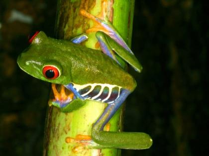 Ein grüner Frosch mit roten Augen und blaugestreiften Seiten klammert sich an einen vertikalen Pflanzenstamm.