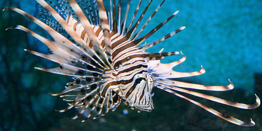 Ein Rotfeuerfisch mit langen, gestreiften Flossen schwimmt im klaren blauen Wasser.