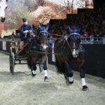 Eine Person fährt eine Kutsche, die von zwei Pferden in einer Reithalle gezogen wird, während eine Menschenmenge zuschaut und ein großes Pferdebild im Hintergrund zu sehen ist.