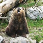 Ein Braunbär sitzt mit offenem Maul zwischen Felsen und Baumstämmen in einer natürlichen Umgebung auf dem Boden.