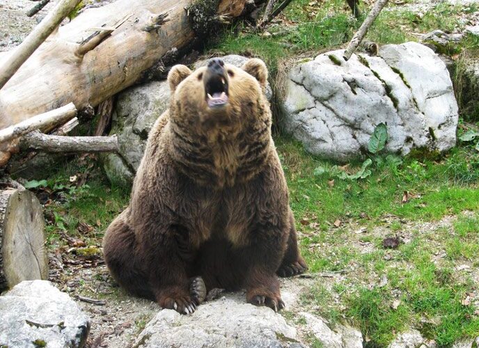 Ein Braunbär sitzt mit offenem Maul zwischen Felsen und Baumstämmen in einer natürlichen Umgebung auf dem Boden.