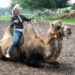 Eine Frau sitzt auf einem sitzenden Kamel in einem Außengehege und hält dessen Zügel. Das Kamel ist mit Quastenornamenten um den Hals geschmückt.