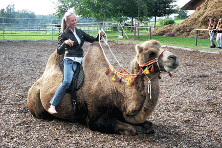 Eine Frau sitzt auf einem sitzenden Kamel in einem Außengehege und hält dessen Zügel. Das Kamel ist mit Quastenornamenten um den Hals geschmückt.