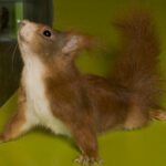 Ein rotes Eichhörnchen steht auf einer grünen Fläche und streckt seinen Körper mit erhobenem Schwanz und nach oben geneigtem Kopf.