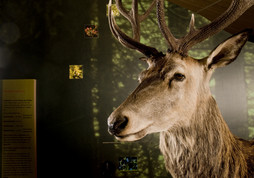 Ein präparierter Hirsch mit Geweih ist vor einer waldähnlichen Kulisse ausgestellt, mit Informationstafeln und kleinen Bildern an der Wand.