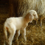 Ein junges Lamm mit weißer Wolle steht auf Stroh neben dem wolligen Körper eines erwachsenen Schafes, das teilweise im Hintergrund zu sehen ist.