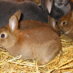 Eine Gruppe brauner Kaninchen sitzt auf gelbem Stroh, wobei ein Kaninchen im Vordergrund und andere teilweise im Hintergrund zu sehen sind.