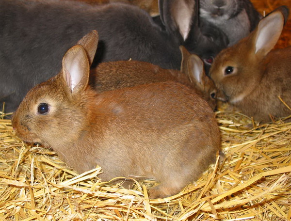Eine Gruppe brauner Kaninchen sitzt auf gelbem Stroh, wobei ein Kaninchen im Vordergrund und andere teilweise im Hintergrund zu sehen sind.