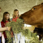 Drei Kinder füttern eine braune Kuh in einer Scheune mit Heu.