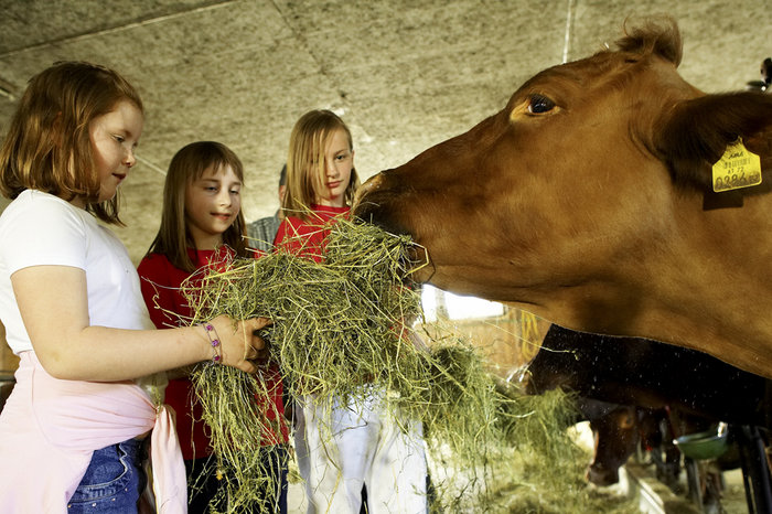 Drei Kinder füttern eine braune Kuh in einer Scheune mit Heu.