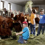 Drei kleine Kinder füttern braune Kühe in einem Stall mit Heu, wobei die Kühe aus Trögen fressen und die Kinder mit dem Heu spielen.