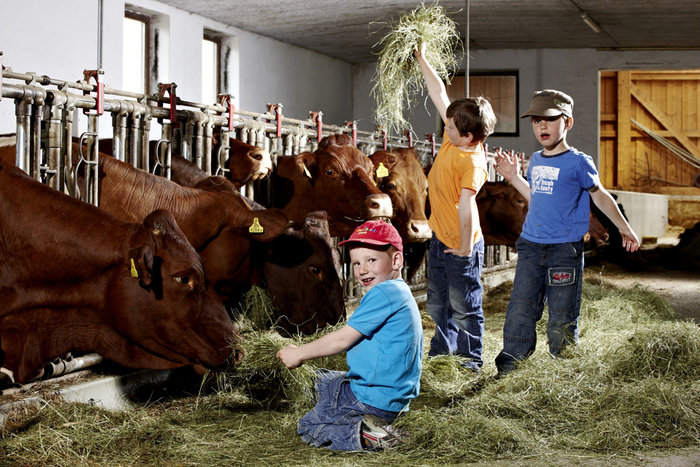 Drei kleine Kinder füttern braune Kühe in einem Stall mit Heu, wobei die Kühe aus Trögen fressen und die Kinder mit dem Heu spielen.