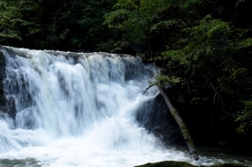 Kleiner Wasserfall, der über Felsen fließt, mit einem umgestürzten Baum, der sich ins Wasser lehnt, umgeben von dichtem grünen Laub.