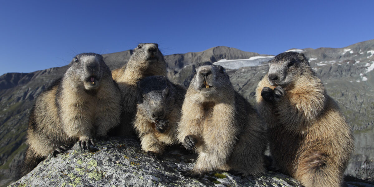 Fünf Murmeltiere sitzen dicht beieinander auf einer felsigen Fläche in einer Berglandschaft unter einem klaren blauen Himmel.