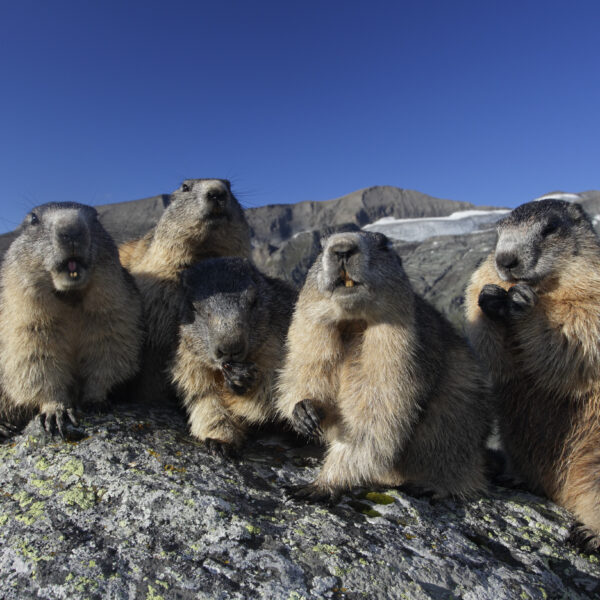 Fünf Murmeltiere sitzen dicht beieinander auf einer felsigen Fläche in einer Berglandschaft unter einem klaren blauen Himmel.